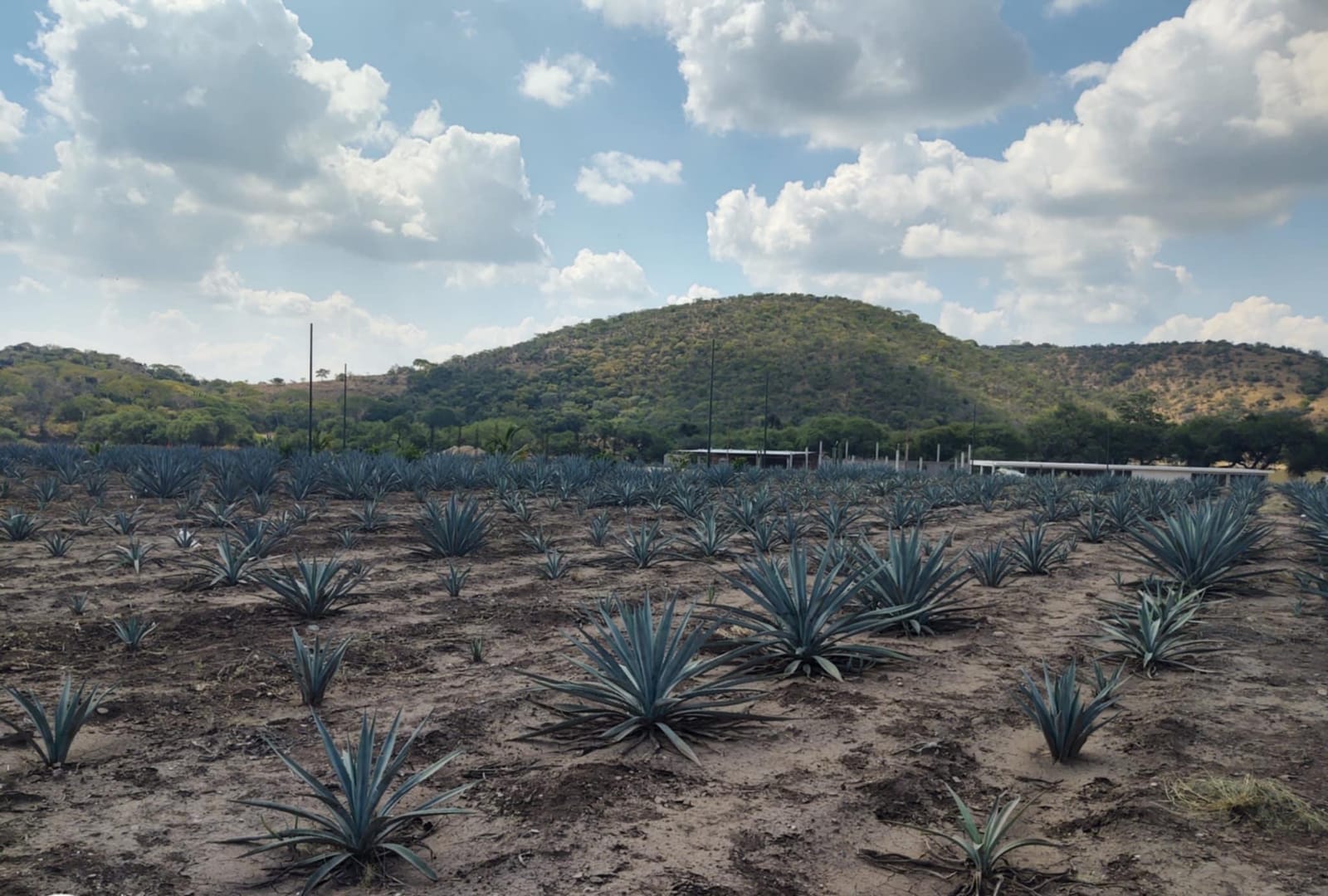 Campo de Agave para Mezcal Mixteca Poblana