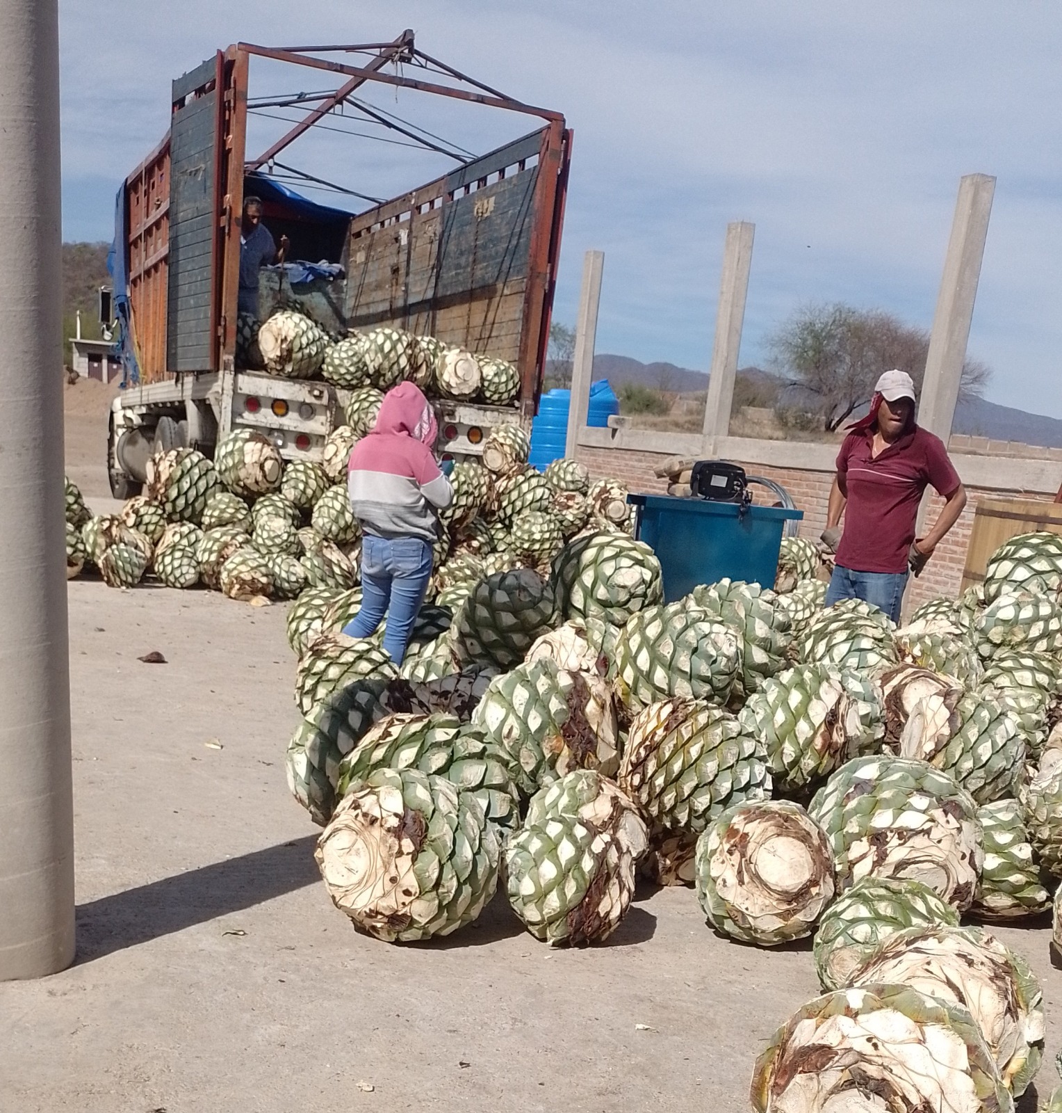 Trabajador en el vivero de agave