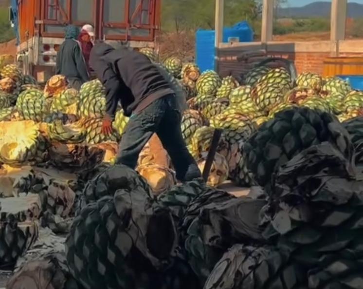 Proceso de cocción de agave en palenque