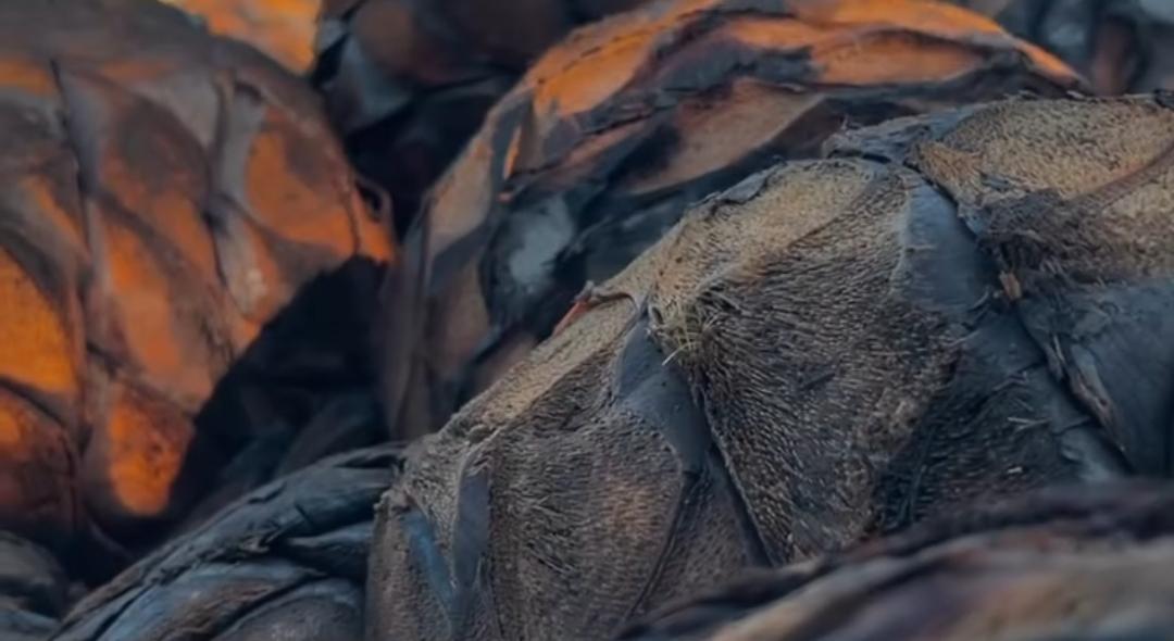 Variedad de productos de Mezcal Mixteca Poblana