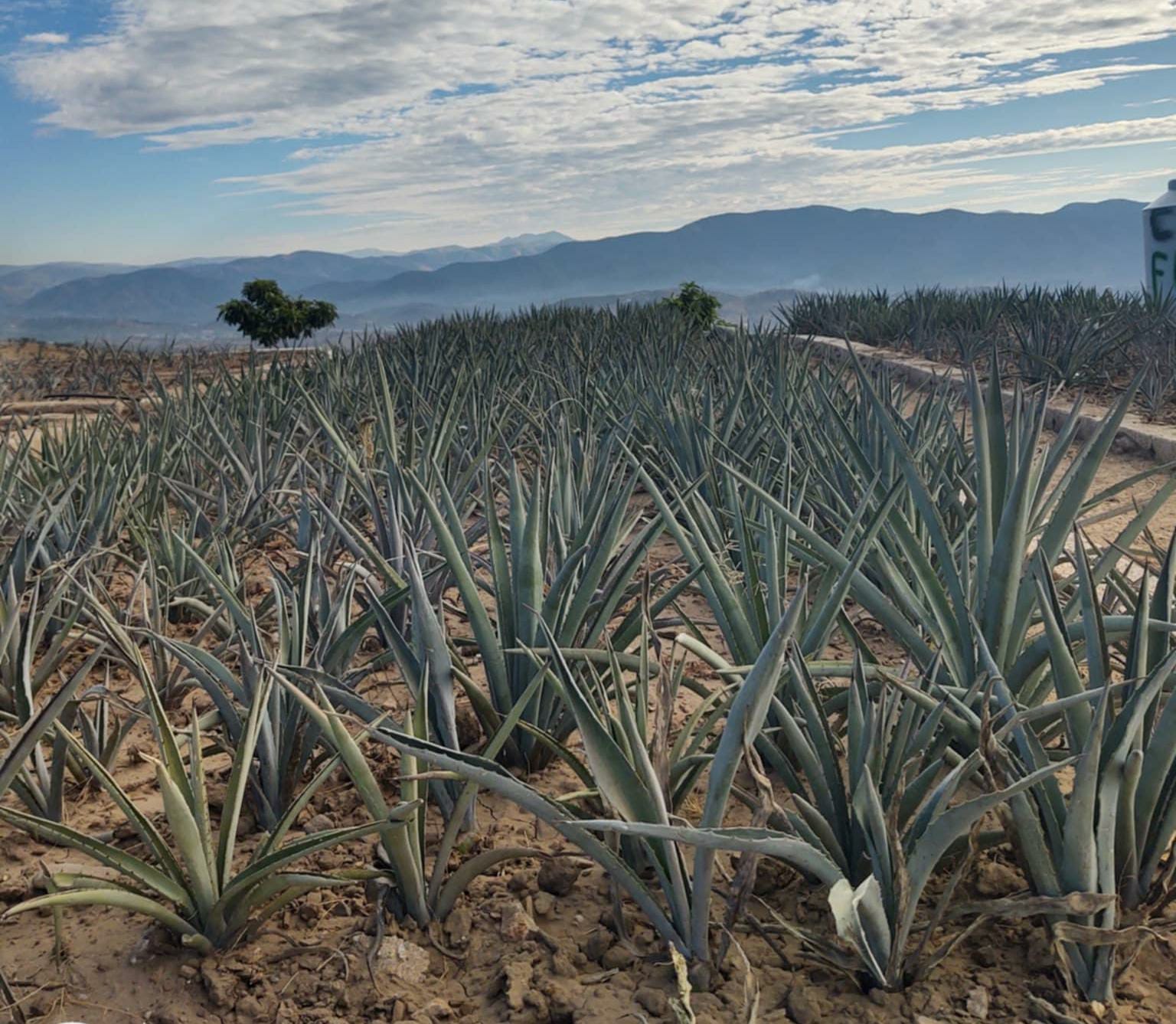 Vivero de Agave de Mezcal Mixteca Poblana